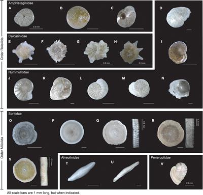 Mitochondrial Cytochrome Oxidase Subunit 1: A Promising Molecular Marker for Species Identification in Foraminifera